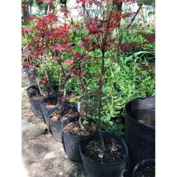 Cây phong lá đỏ