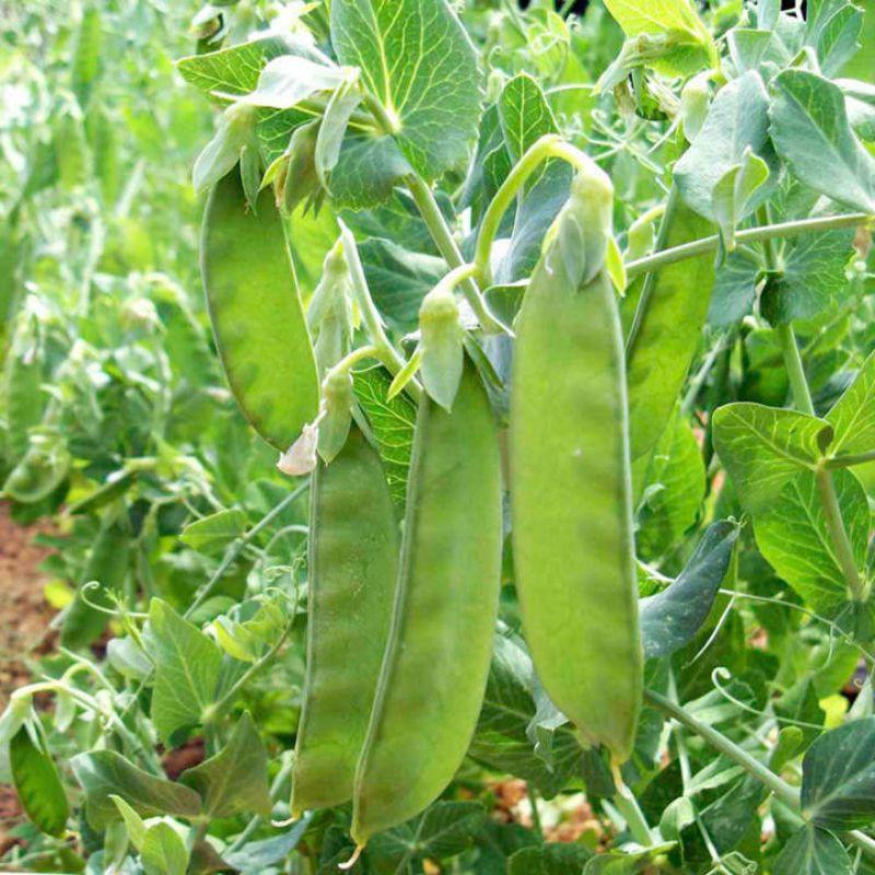 Hạt giống đậu Hà Lan xào - 8gram