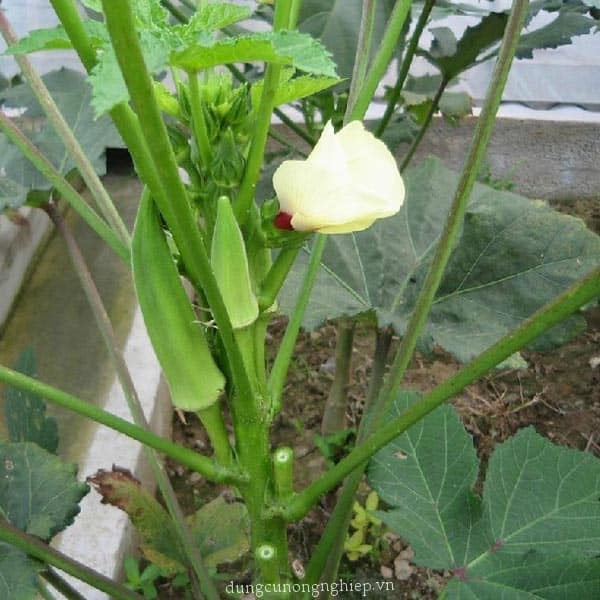 HẠT GIỐNG ĐẬU BẮP CAO SẢN