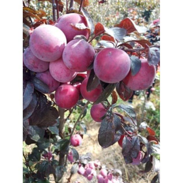 CÂY GIỐNG MẬN ĐỎ MỸ