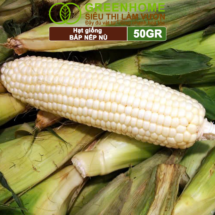 Hạt Giống Bắp Nếp Nù, Greenhome, Gói 50GR, Dễ Trồng Quanh Năm, Nảy Mầm Cao, T33
