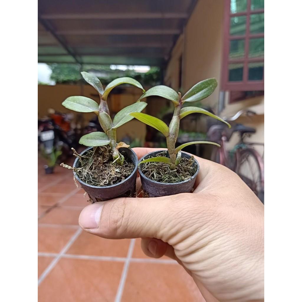 Phi điệp Hồng K1 com bo 2 cốc - PDHK1