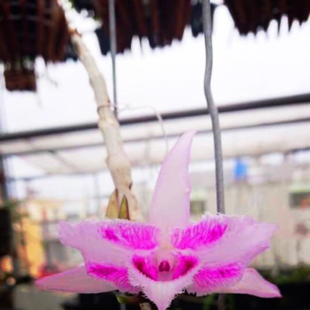 Phi điệp 6 mắt, phi điệp 6 mắt hòa bình, dòng phi điệp đột biến cấy mô