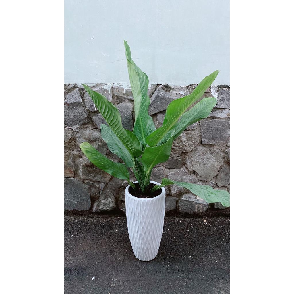 Chậu Cây Đại Phú Gia