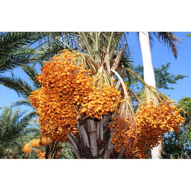 Cây giống Chà Là NAM MỸ Quả đỏ .