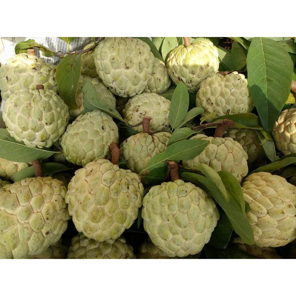 CÂY GIỐNG MÃNG CẦU NA