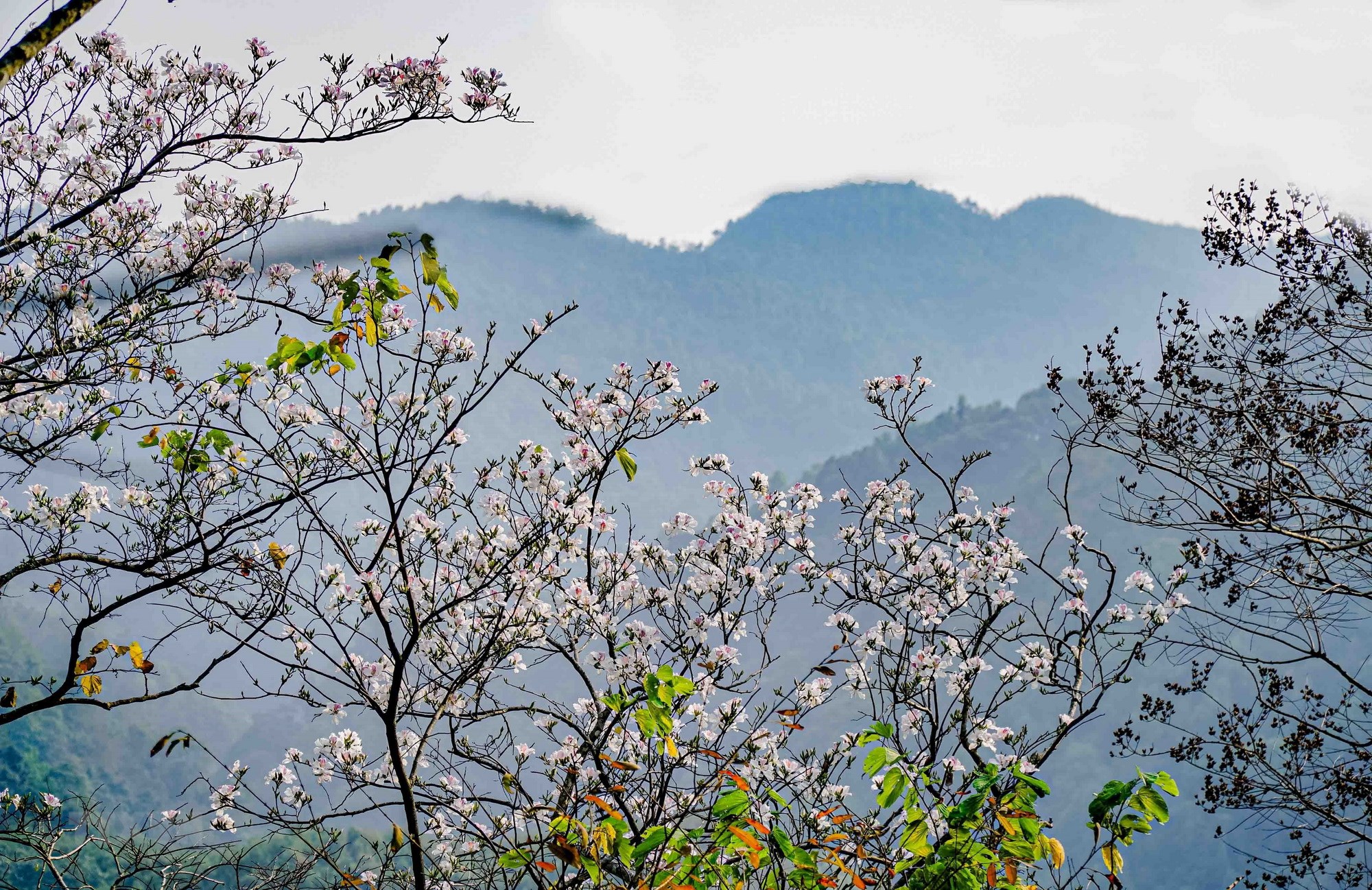 TOUR ĐÔNG – TÂY BẮC HÙNG VĨ: HÀ NỘI - HÀ GIANG - ĐỒNG VĂN - LŨNG CÚ