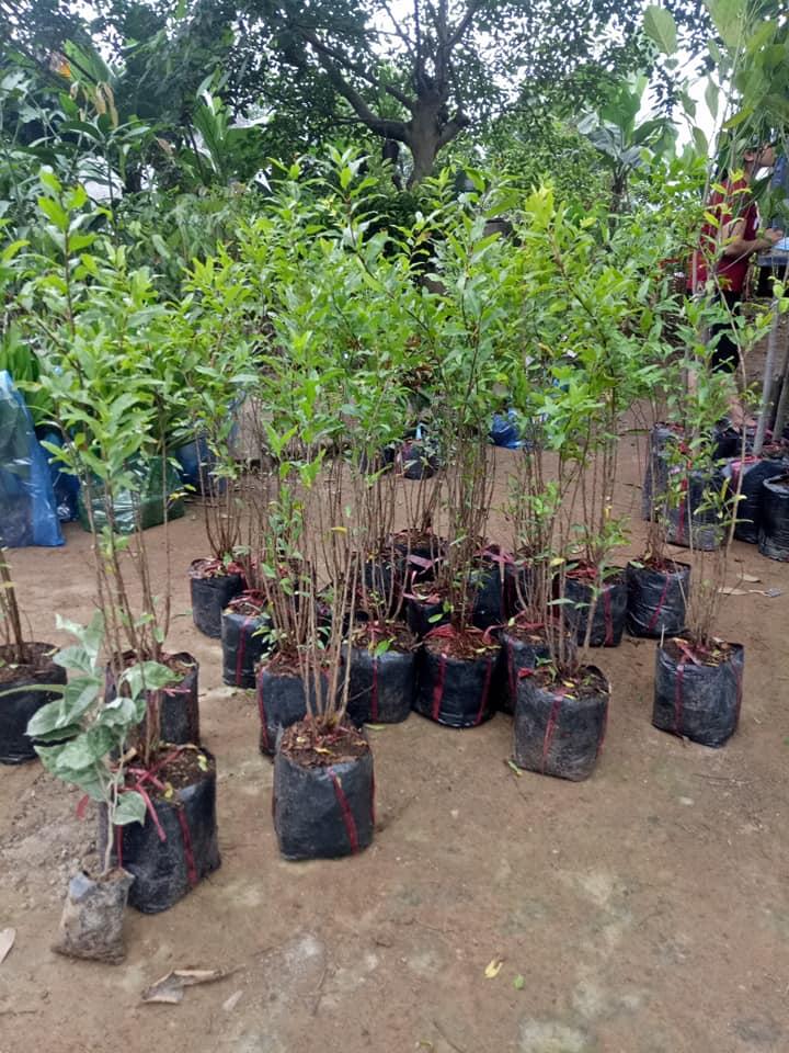 Cây Lựu Tím - Giống cây trồng cây ăn trái