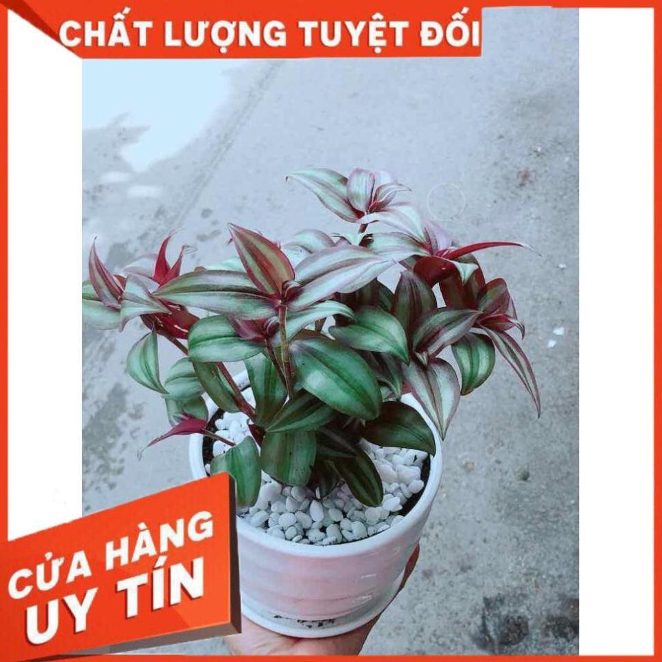 Cây Thài Lài Tím Nhiều Người Mua