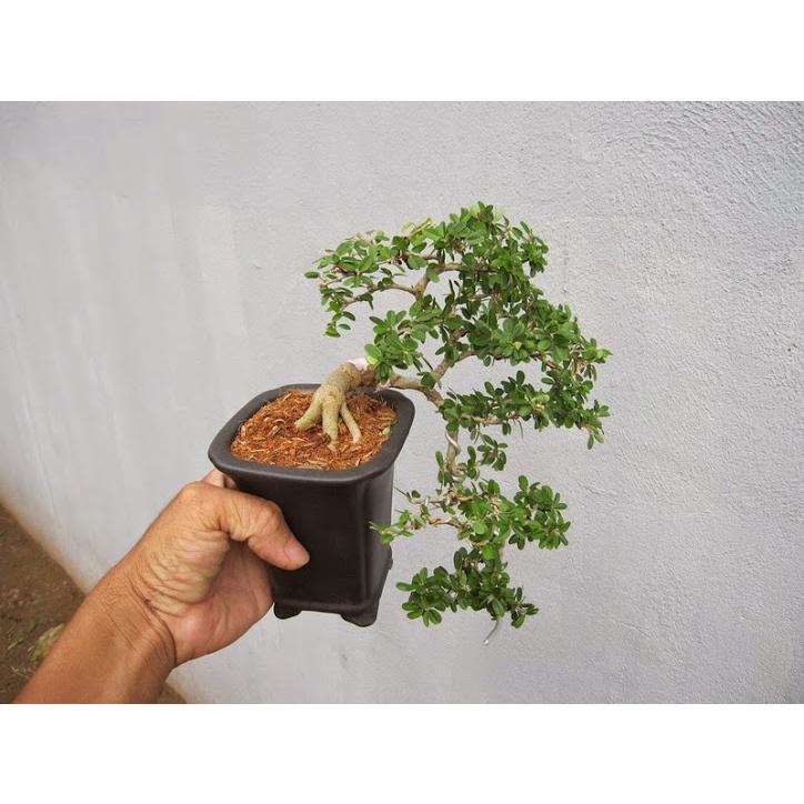 CÂY GIỐNG CẦN THĂNG *