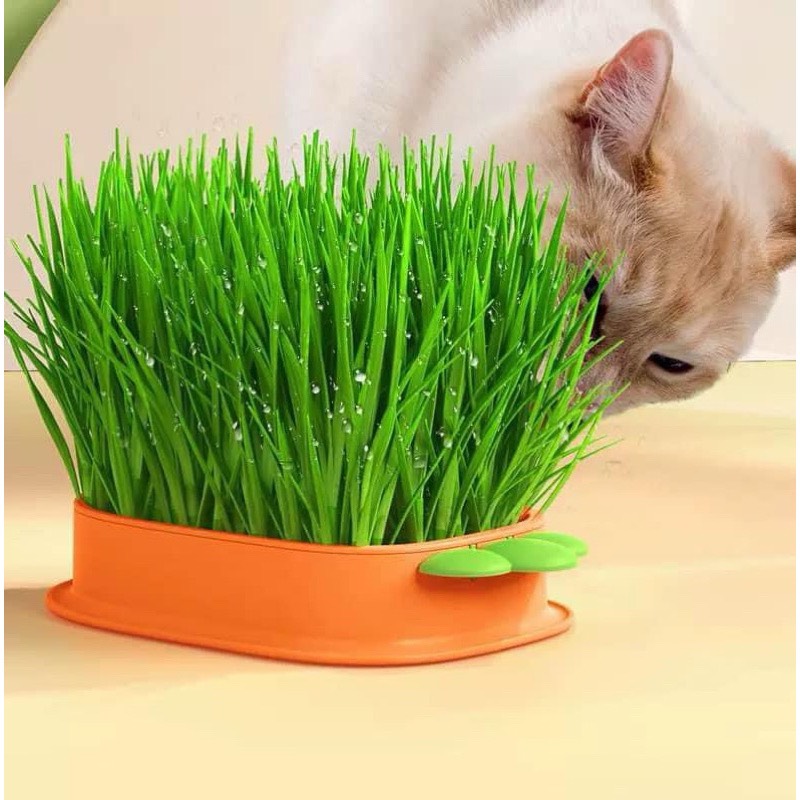 Bộ trổng cỏ thuỷ canh cho mèo hình cà rốt