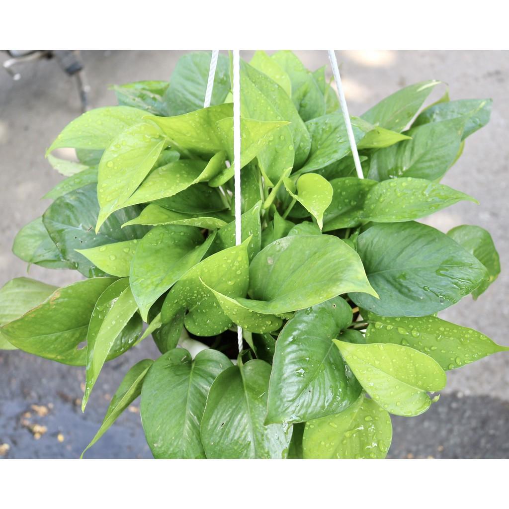 Chậu Treo Trầu Bà xanh