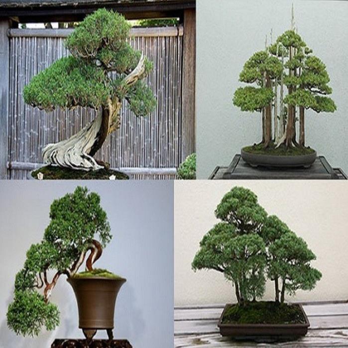 CÂY TÙNG BỒNG LAI