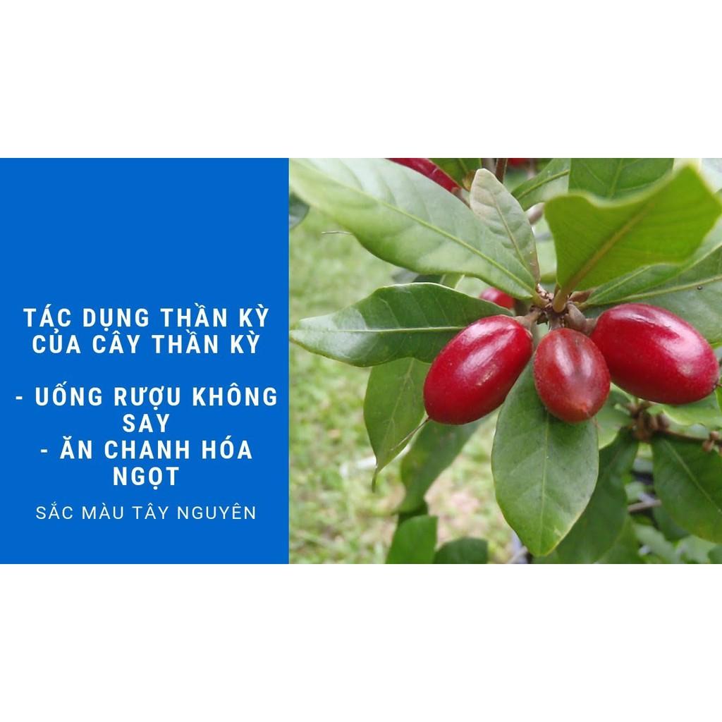 Cây thần kì cao 30 cm (ảnh thật)