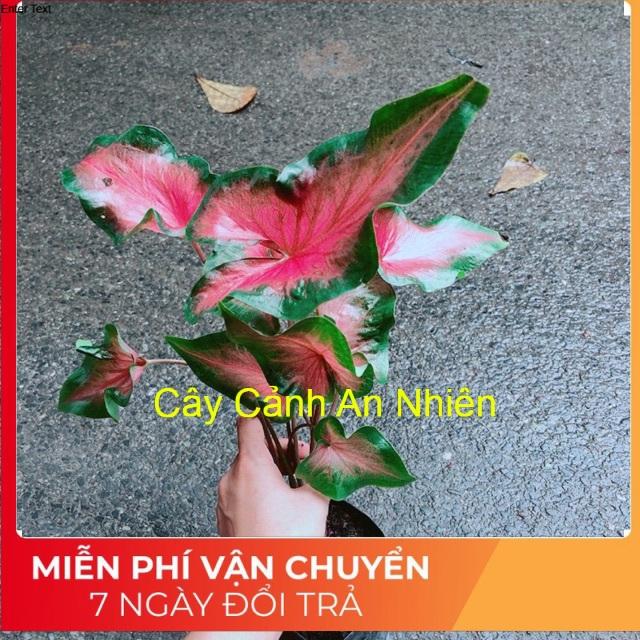 Bụi Môn Kiểng