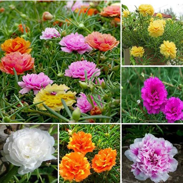 Bộ 2 gói hạt giống hoa 10h nhiều màu