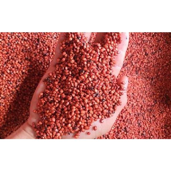 Hạt Giống Cỏ Sudan Lai – Dòng Cỏ Ngô KNS3473 - Gói 100gram