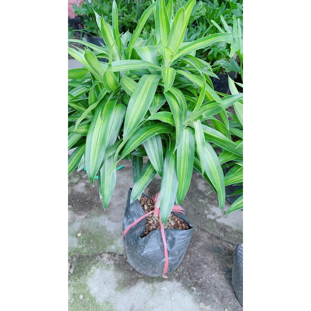 Trúc Bách Hợp 1 Thân