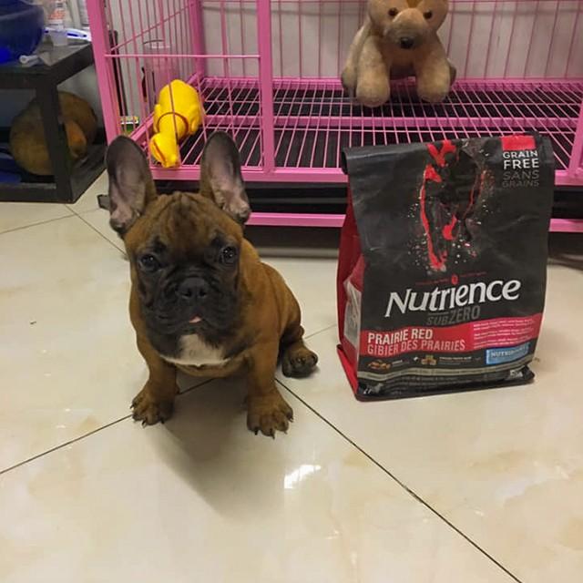 Thức Ăn Hạt Cho Chó Bull Pháp, Nutrience Subzero Bao 5kg - Thức Ăn Cho Chó Gồm Có 6 Loại Thịt Cá, Rau Củ Quả, Trái Cây