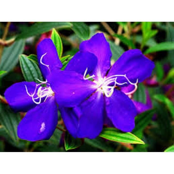 CHẬU HOA MUA TÍM THÁI LAN