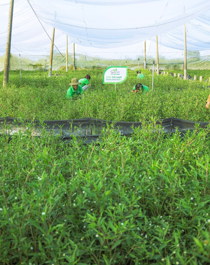Cỏ mực khô Goce - 100g