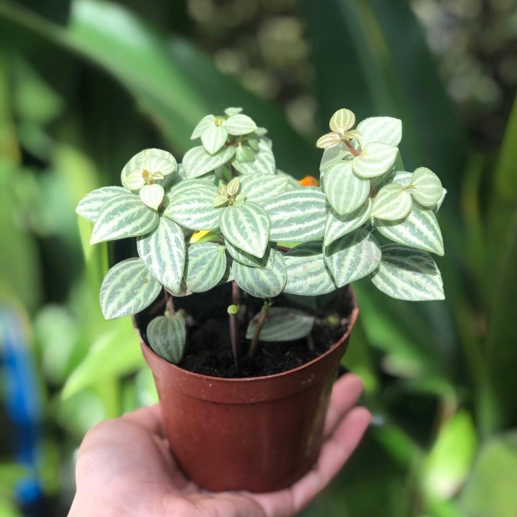 Cây Bình An  Peperomia Puteolata loại cây mang lại bình an và may mắn