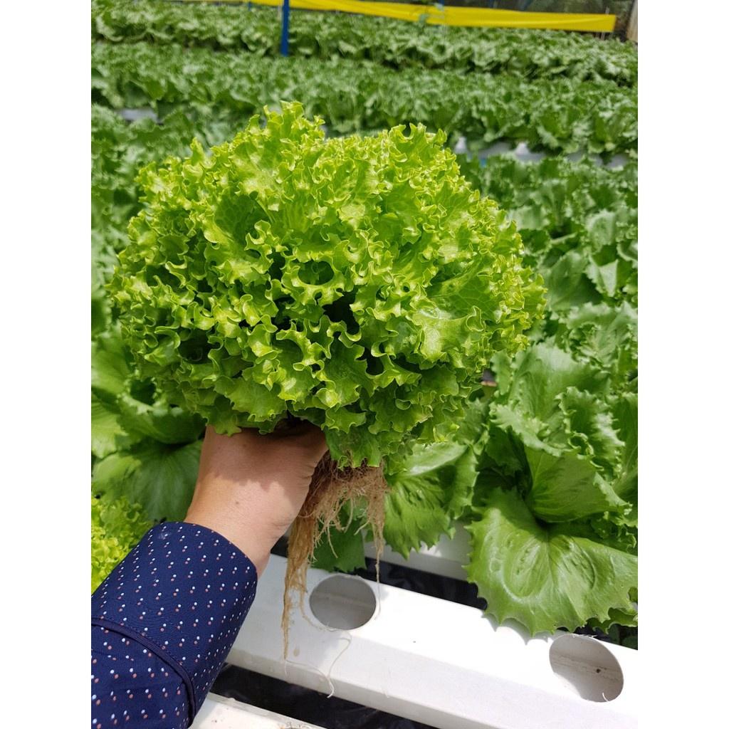 Hạt Giống Xà Lách Xoăn Xanh F1