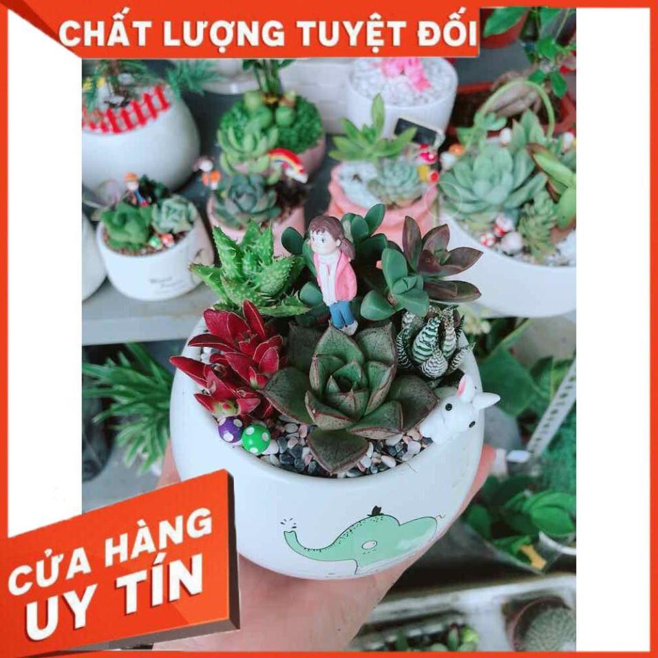 Chậu sen đá tiểu cảnh Nhiều Người Mua
