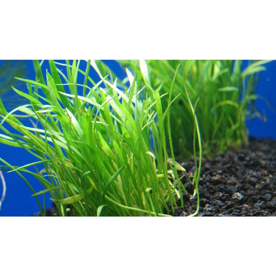 Cỏ lưỡi rắn - Cây thủy sinh Trãi Nền