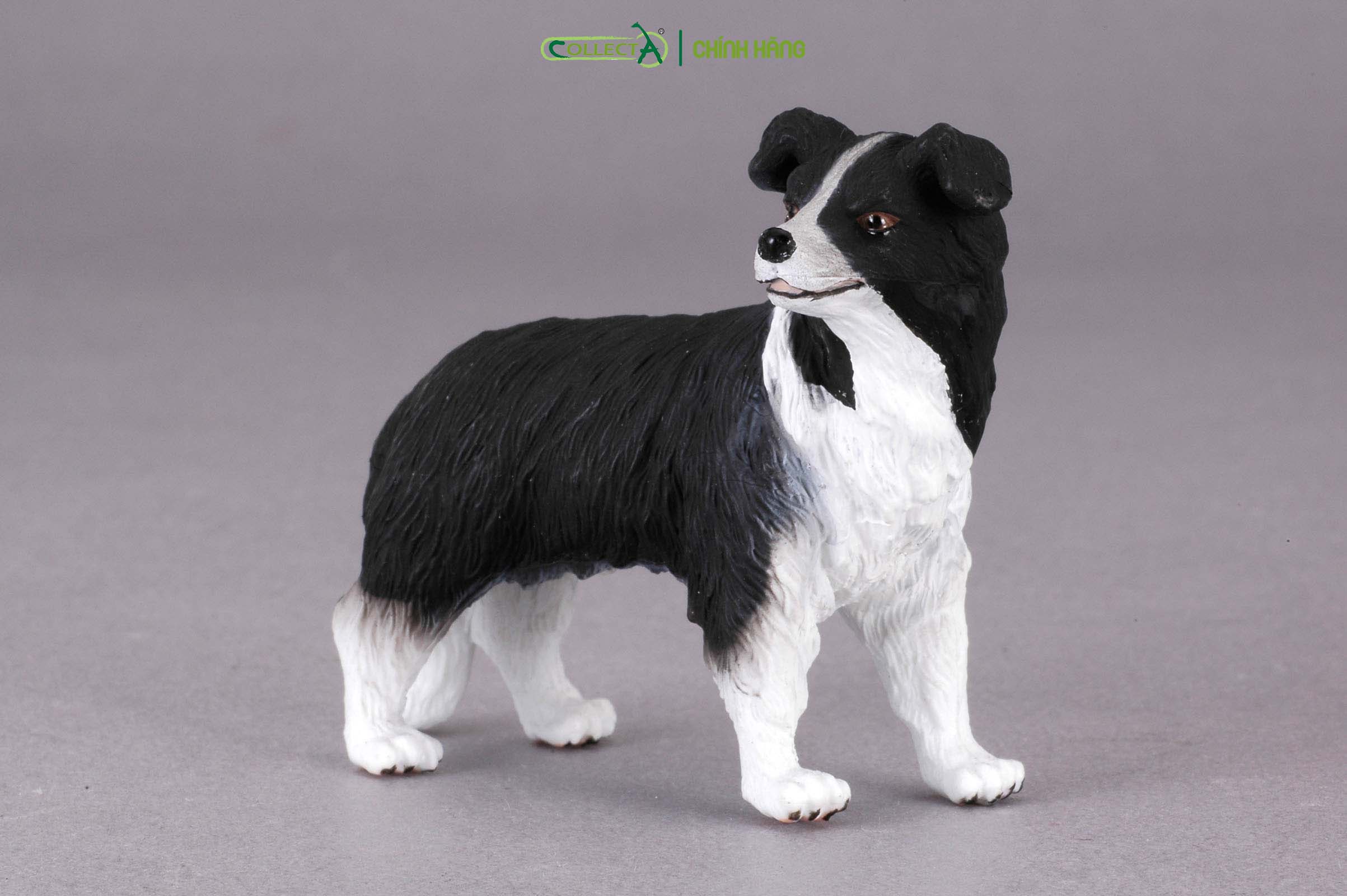 Mô hình thu nhỏ: Chó Collie - Border Collie, hiệu: CollectA, mã HS 9650020[88010] -  Chất liệu an toàn cho trẻ - Hàng chính hãng