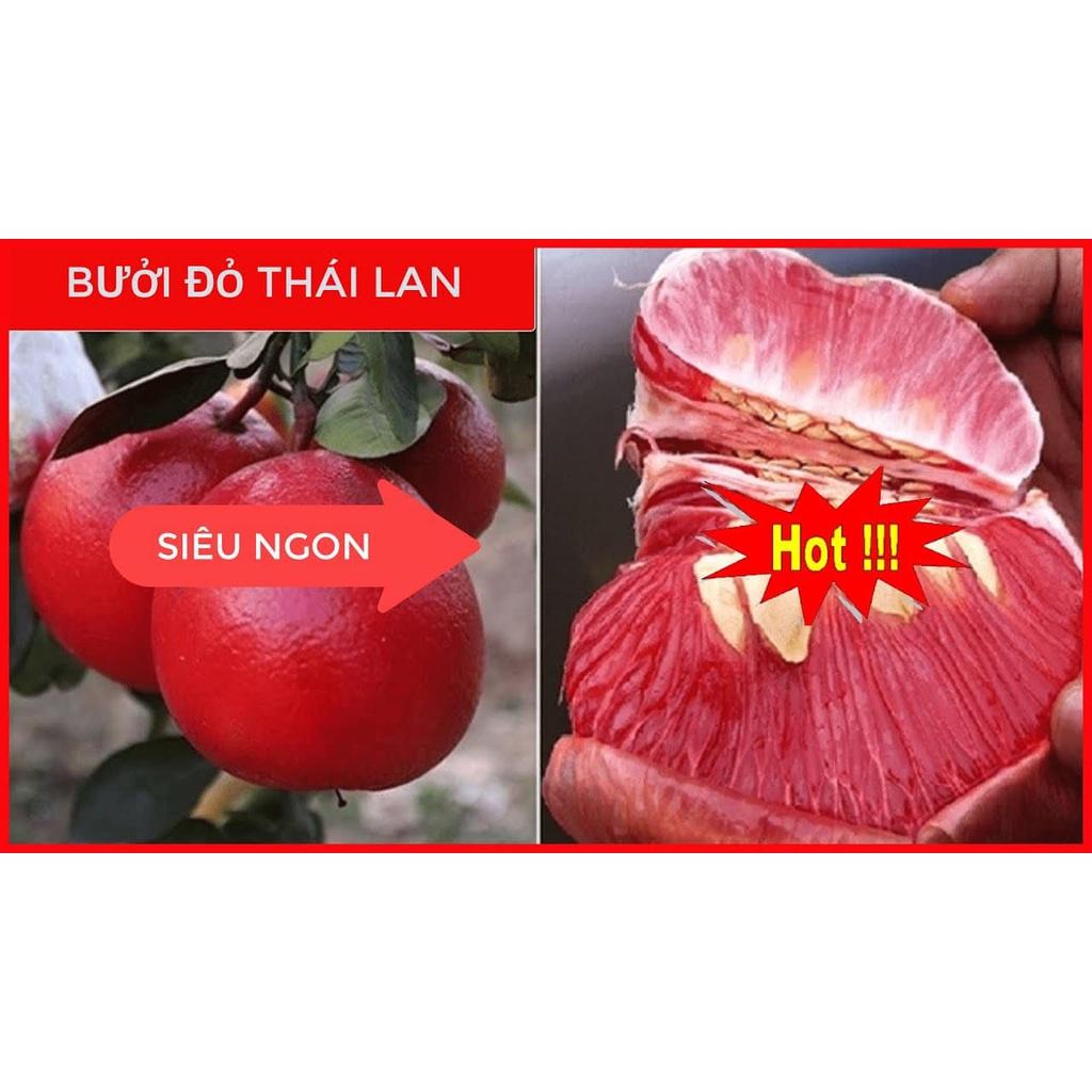 CÂY GIỐNG BƯỞI ĐỎ THÁI LAN
