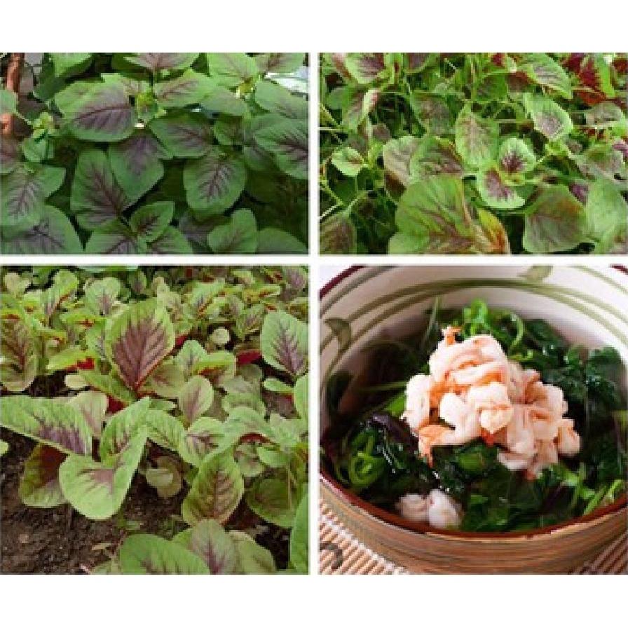 Hạt giống rau dền khoang dể trồng- gói 20 gram