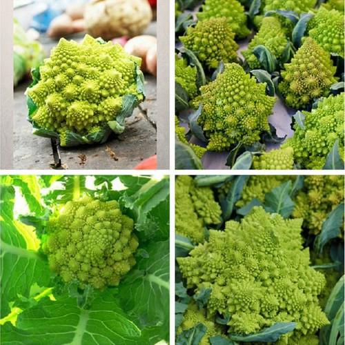 Hạt giống súp lơ san hô F1