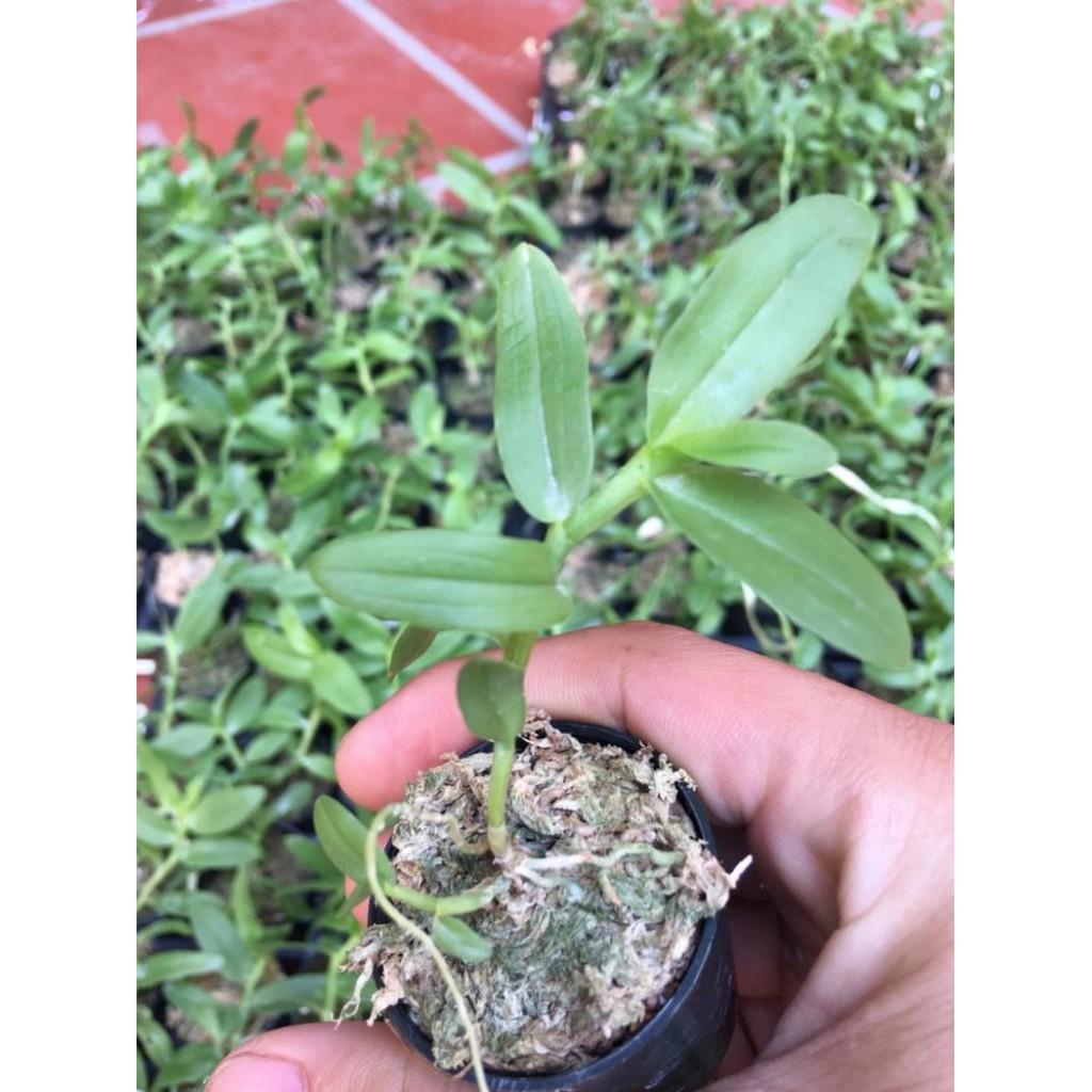 5ct hàng gieo hạt