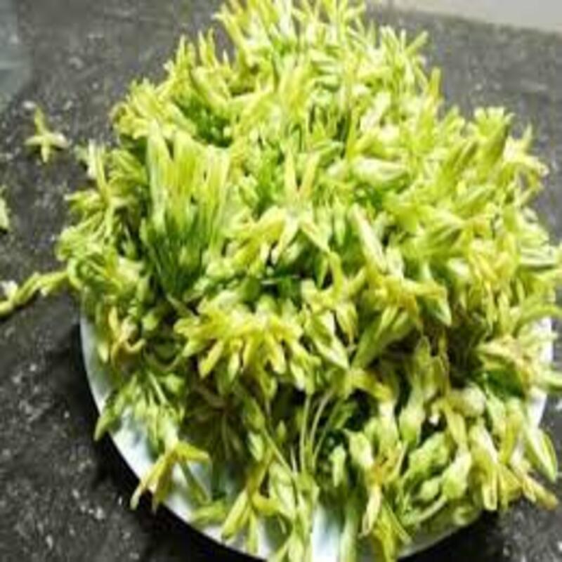 Chậu cây giống hoa thiên lý