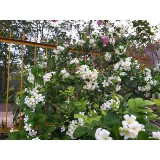 Sản phẩm CÂY HOA NGUYỆT QUẾ