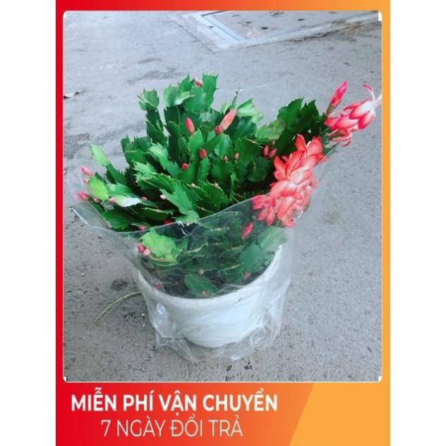 Hoa Tiểu Quỳnh