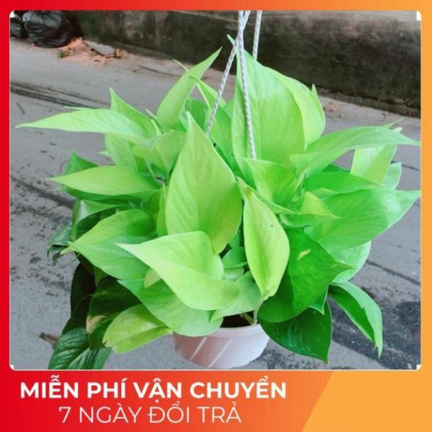 Trầu Bà Thái Vàng Size Đại