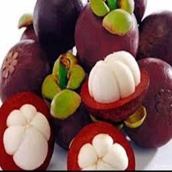 CÂY GIỐNG MĂNG CỤT, HÀNG GỬI ĐI NGUYÊN BẦU