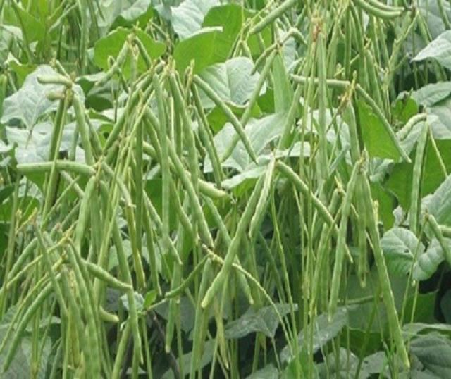 HẠT GIỐNG ĐẬU XANH CAO SẢN DX-208