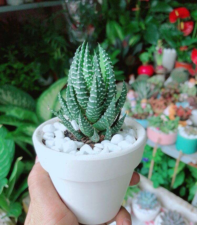 Chậu Cây Xương Rồng Búp