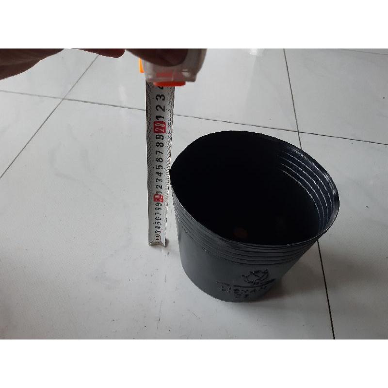 50 chậu c8 liên an