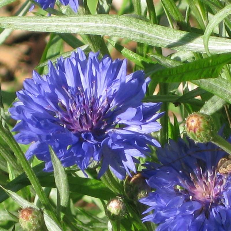 Hạt giống hoa trúc mai Mix