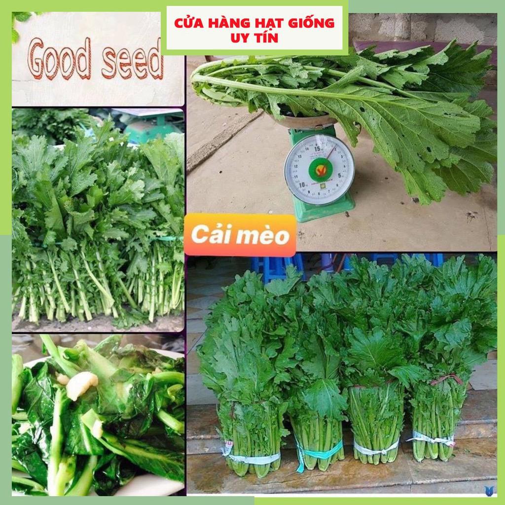 Hạt Giống Rau Cải Mèo F1 Siêu Dễ Trồng, Dễ Chăm Sóc Tặng kèm Hướng Dẫn Trồng