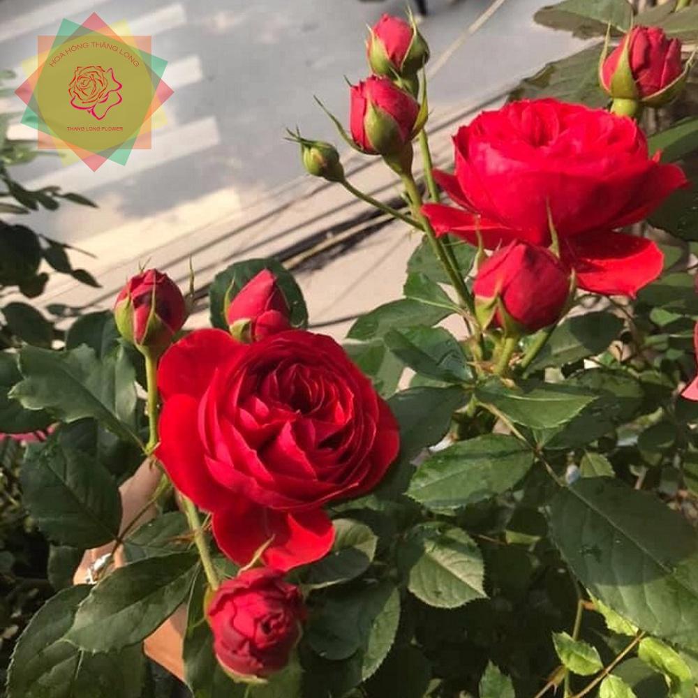 Cây hoa hồng ngoại Red Apple đỏ (bụi) sai hoa - Hoa hồng Thăng Long Flower
