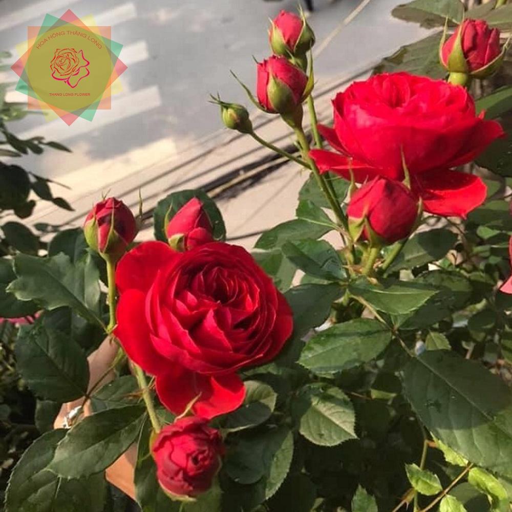Cây hoa hồng ngoại Red Apple đỏ sai hoa