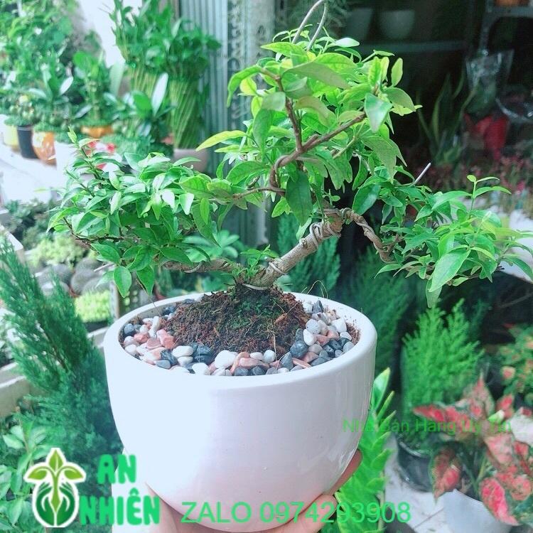 Chậu Cây Mai Chiếu Thuỷ
