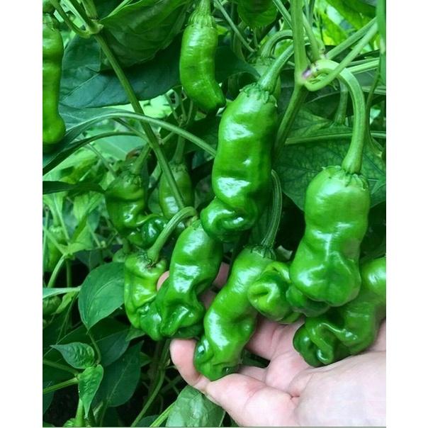 Hạt giống Ớt Peter, ớt Cu Tý -gói 10 hạt/tặng kèm gói phân bón lót