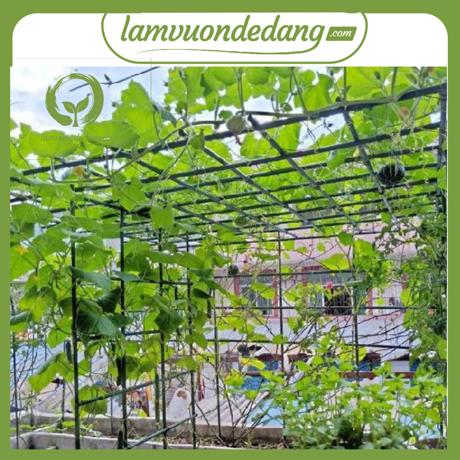 Combo 5 ỐNG THÉP BỌC NHỰA phi 11 - Dùng làm khung giàn, giá đỡ cho hoa hồng leo, cây hoa leo, bầu bí mướp mùng tơi - Cao