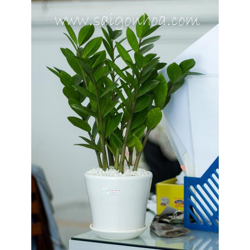 CÂY KIM TIỀN MINI SIÊU RẺ SIÊU ĐẸP -CÂY PHONG THỦY
